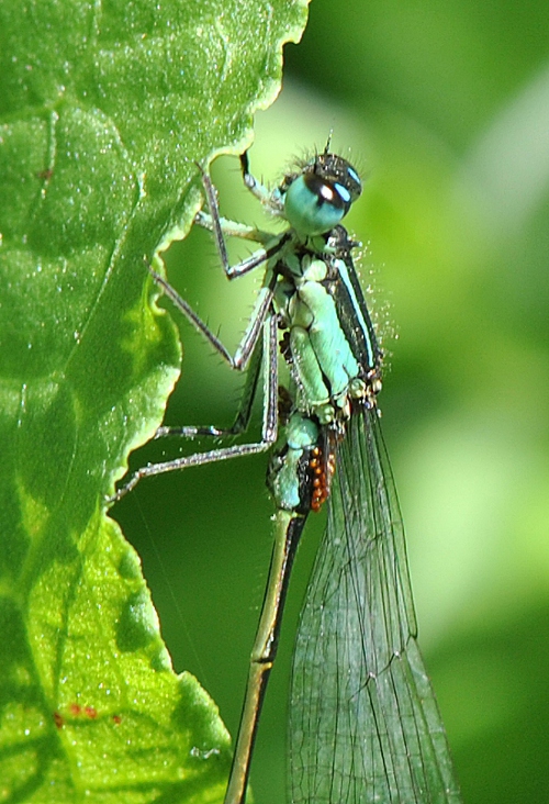 Ischnura parassitata?